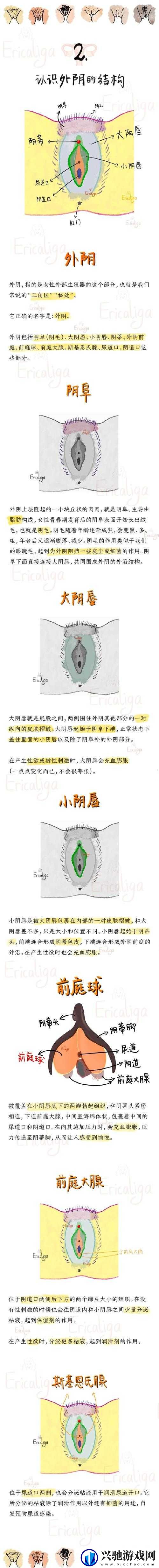 探索小泬未完全发育的奥秘:粉嫩状态的生理特征与健康影响分析
