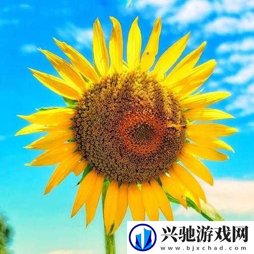 妄想山海中的朝阳花与向日葵-究竟分布何处又该如何采集